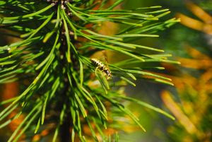 Fir Needles