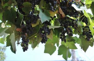 wine grapes