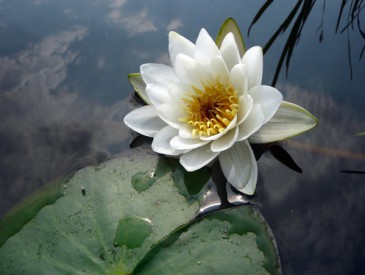 WaterLily