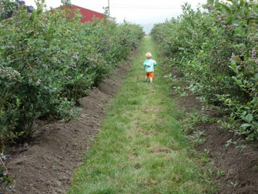 JamisenPickingBerries